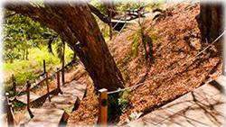 costa rica ranch, wooden staircase into the forest, gated entryway, Ocean views