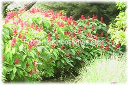 Costa Rica real estate, Santa Ana real estate, mountain estate, houses, river, horse stables, quarters, meditation property, nature, peace, vacation rentals, sanctuary, yoga, plantations, investment potential, west valley, 1859