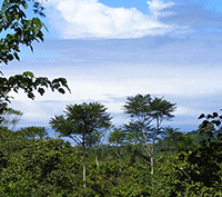 Two Beautiful Building Sites with Seasonal Creek Located in Ojochal