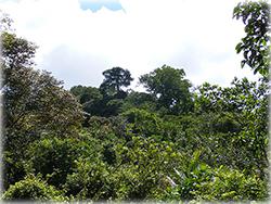 costa rica real estate, for sale, beach, residential lots, mountain, dominical real estate, properties in dominical,