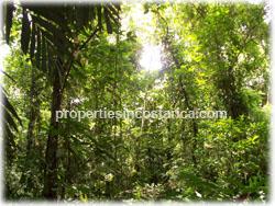 primary forest farm, Costa Rica rain forest
