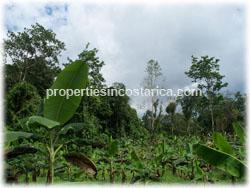 primary forest farm, Costa Rica rain forest