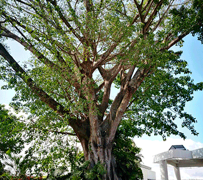 Beautiful Penthouse with breathtaking views in Escazu neighborhood close to everything