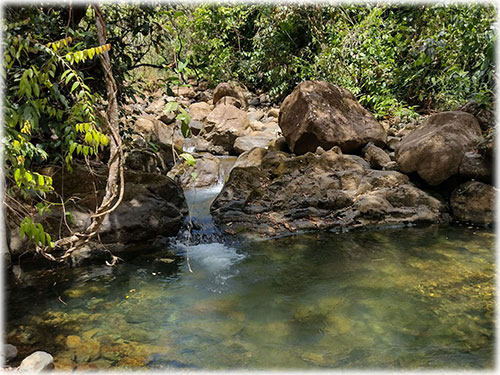 puntarenas, conservation lot, birdwatching, nature, birds, trees, buenos aires, white-faced monkey, puma, peccary