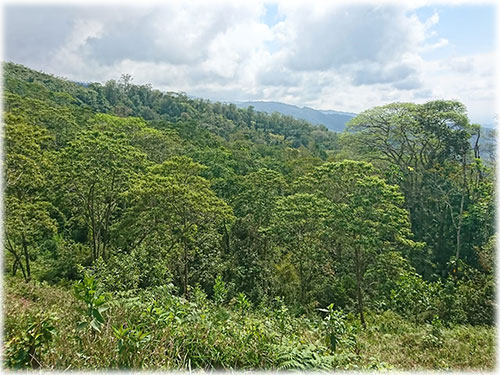 puntarenas, conservation lot, birdwatching, nature, birds, trees, buenos aires, white-faced monkey, puma, peccary