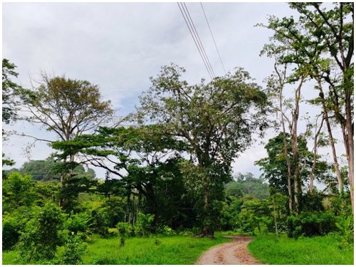 Caribbean, investment opportunity, lots for sale, beach lots, beach properties, hone creek, caribe