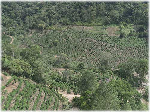 cartago, central valley, farm, land, development, investment, coffee plantation