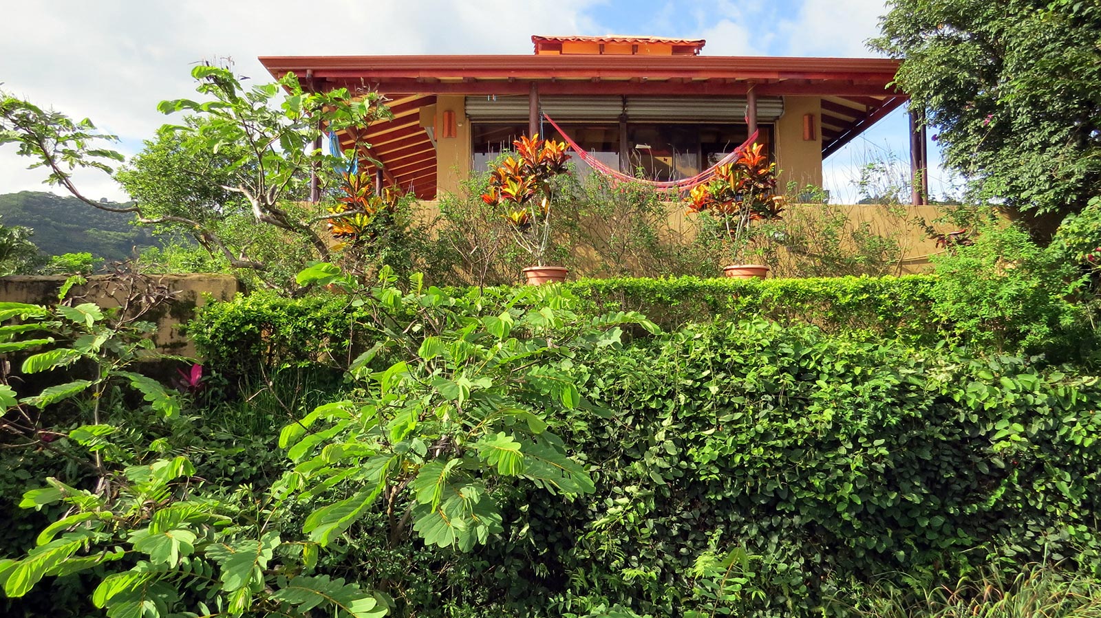 hectares,property,specialty, coffee plantation,plants,lots,located,mountains
