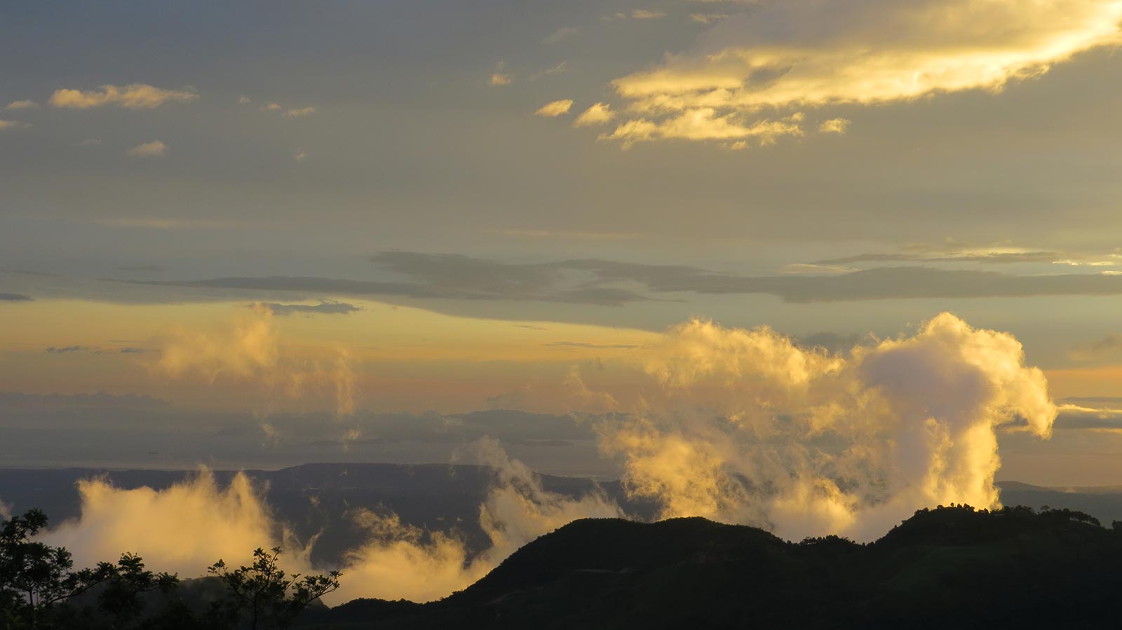 hectares,property,specialty, coffee plantation,plants,lots,located,mountains