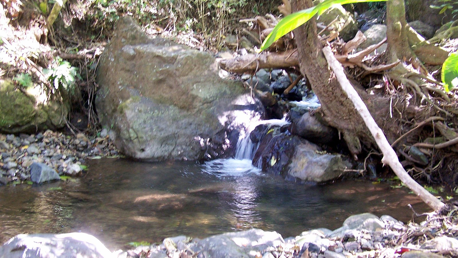 hectares,property,specialty, coffee plantation,plants,lots,located,mountains
