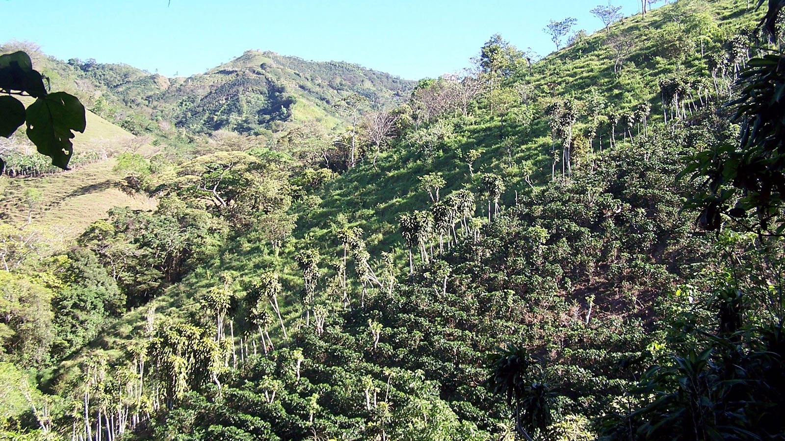 hectares,property,specialty, coffee plantation,plants,lots,located,mountains