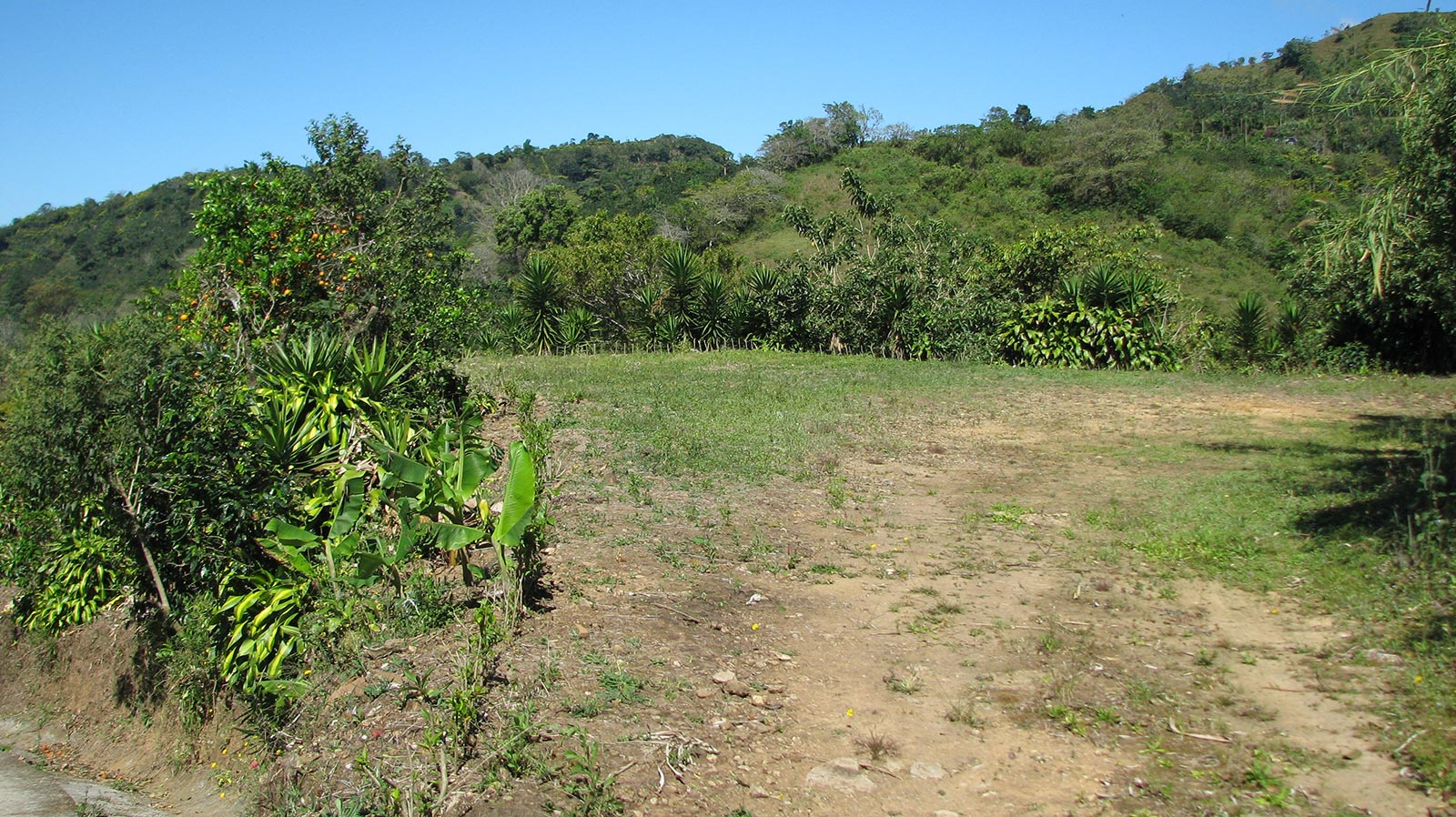 hectares,property,specialty, coffee plantation,plants,lots,located,mountains