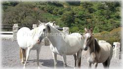 property, luxury estate for sale, costa rica getaway, hideaways, costa rica real estate video, escazu view home, river properties