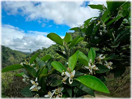 turrialba, cartago, central vlley, farm, for sale, mountain, farm lifestyle