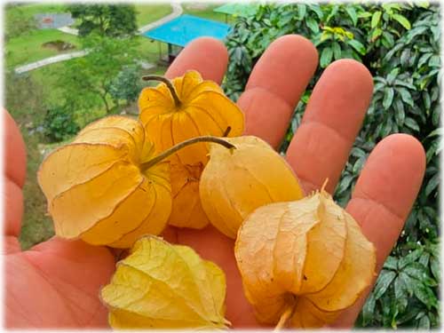 turrialba, cartago, central vlley, farm, for sale, mountain, farm lifestyle