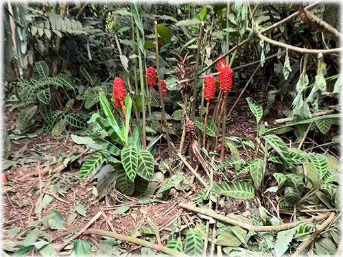 san ramon, eco sustainable properties, cozy house, eco living