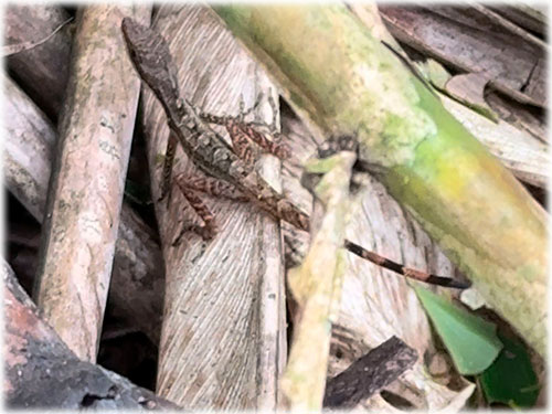 san ramon, eco sustainable properties, cozy house, eco living