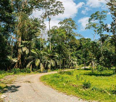 Enchanted Jungle 3 miles form Punta Uva Beach