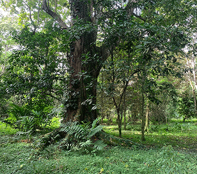 Oasis. Exotic Fruit Forest & Commercial Land, 3 minutes to the Beach, only 15$/m2