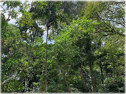 punta uva, caribbean, caribe, limon, ready to build, land for sale, ocean views, mountain properties