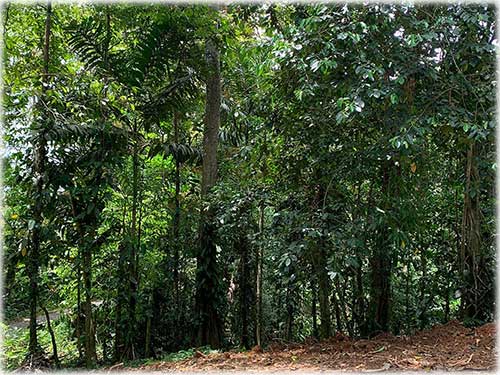 punta uva, caribbean, caribe, limon, ready to build, land for sale, ocean views, mountain properties