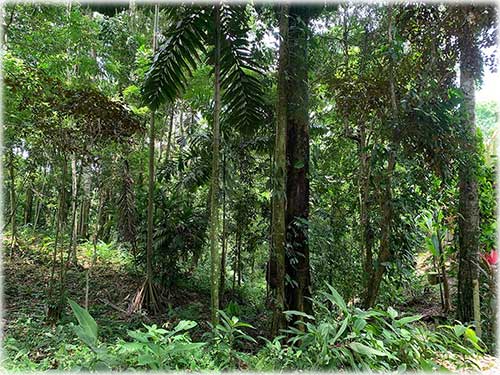 punta uva, caribbean, caribe, limon, ready to build, land for sale, ocean views, mountain properties