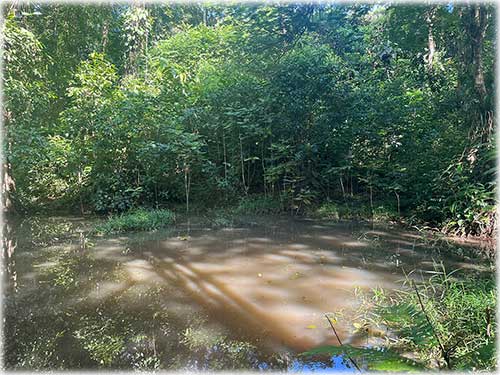 Sarapiquí land for sale, farm for sale Costa Rica, Heredia farmland, Costa Rica agricultural land, eco development property, land with river Costa Rica, pastureland Costa Rica, forest land Costa Rica, Sarapiquí real estate