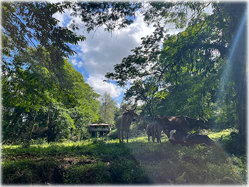 Sarapiquí land for sale, farm for sale Costa Rica, Heredia farmland, Costa Rica agricultural land, eco development property, land with river Costa Rica, pastureland Costa Rica, forest land Costa Rica, Sarapiquí real estate