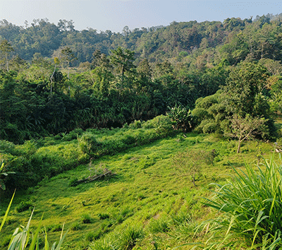 Food producing fairytale land