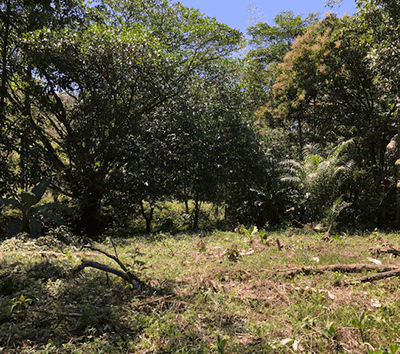 Charming Lot Close to the Center of Ojochal