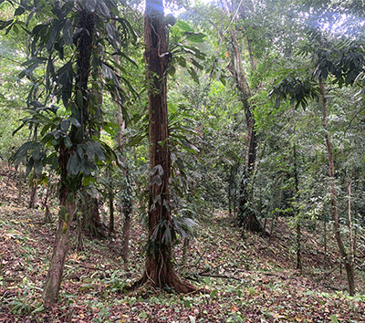 Fresh Jungle
