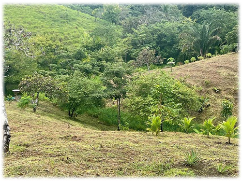 cobano, land, land development, lot for sale, puntarenas, fruit trees, pineapple, coconut, banana, Hermosa beach, sustainability, ecological