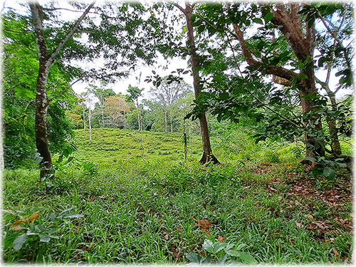Costa Rica, Real Estate, Land, Farm, for sale, Gandoca, Talamanca, Limon, farming, conservation, sustainable, lifestyle, close to the beach