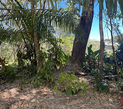 Butterfly Garden Lot in Cabuya