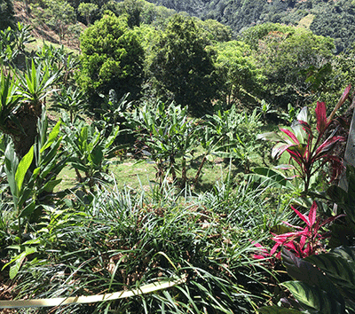 Gorgeous land, perfect for a home, B&B business, or Eco tourism