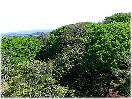 la garita, Alajuela, central valley, land for sale, development opportunity, city property, mango tree, investment