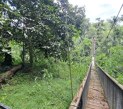 Enchanting Sounds of the Jungle