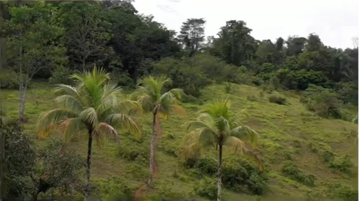 The 100-Acre Wood Near the Beach in the Caribbean - Ideal for Sustainable Community