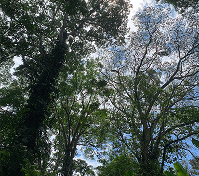 Beach Jungle Dream at Punta Uva
