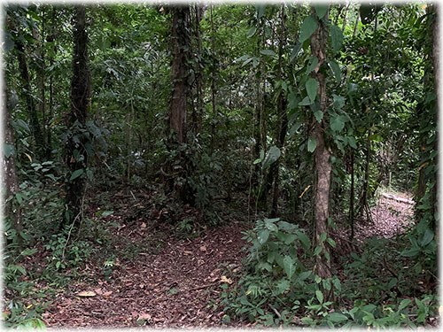 selva, jungle, hill, neighborhood, paraiso, punta uva, caribbean, beach, countryside