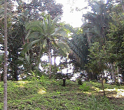    Jungle lot only a few minutes walk from the most beautiful beach in the Caribbean      