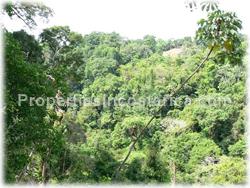 Pavones for sale, Pavones land, Pavones jungle, Puntarenas, Costa Rica, south pacific, tree house, surfing, fishing, hiking, wildlife, point break, river, tree house, watch tower, rain forest, real jungle, 1511