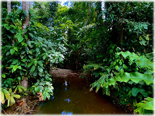 Punta Uva Paraiso Creek