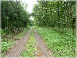 Limon land for sale, Guapiles land, Pococi land, real estate, river, farming, wood, horse, cattle, husbandry, investment,1743