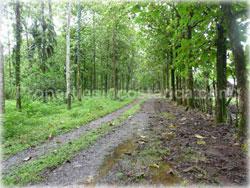 Limon land for sale, Guapiles land, Pococi land, real estate, river, farming, wood, horse, cattle, husbandry, investment,1743
