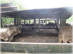 Limon land for sale, Guapiles land, Pococi land, real estate, river, farming, wood, horse, cattle, husbandry, investment,1743