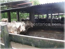 Limon land for sale, Guapiles land, Pococi land, real estate, river, farming, wood, horse, cattle, husbandry, investment,1743