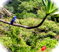 Costa Rica Real Estate