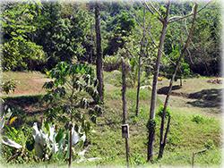costa rica real estate, for sale, mountain, residential lots, dominical real estate, properties in dominical