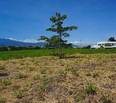 Golf Community Investment lot ready-to-build a dream house or apartments!